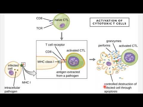 BIO 205 - Chapters 17 & 18 - Innate Nonspecific Host Defenses and Adaptive Specific Host Defenses