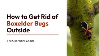 Banish Boxelder Bugs: How to Keep Your Outdoors Bug-Free | Simple DIY Solutions
