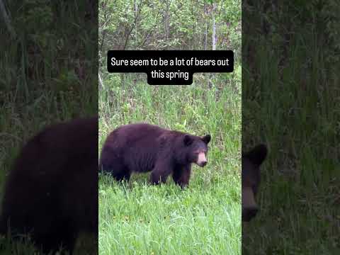 Bear having a snack in the ditch
