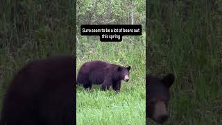 Bear having a snack in the ditch