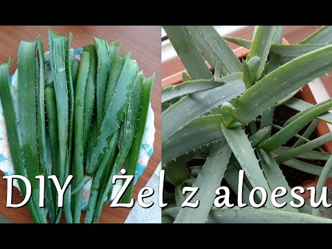 Środki folk dla wzrostu włosów na czubkach włosów Sosna wypadanie włosów