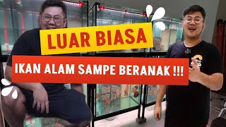 LANGKA!!! IKAN SUNGAI AMAZONE BERTELUR DI AQUARIUM PERTAMA DI INDONESIA -LUAR BIASA TREATMENT AIRNYA