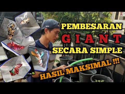 PEMBESARAN GIANT CARA SIMPLE HASIL MAKSIMAL