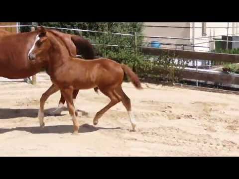 Dressurfohlen Lemony's Nicket x Gribaldi aus dem Stamm der Girasol (Nadine Capellmann)