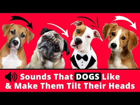 Sounds That DOGS Like &amp; Make Them Tilt Their Heads 🐶❤️