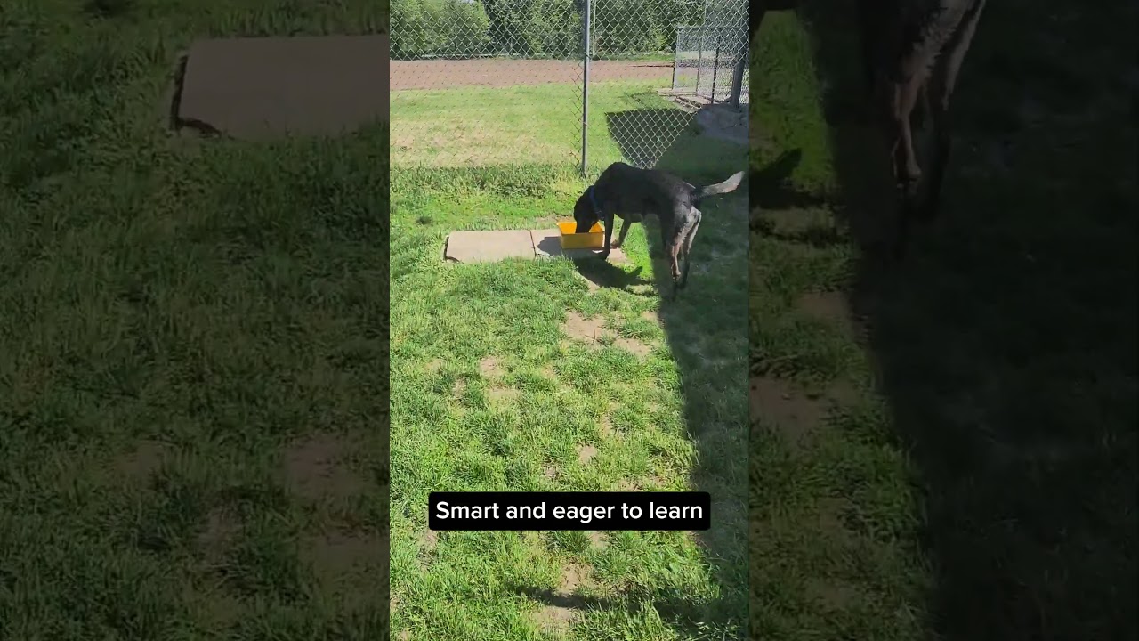 Marley, a ADOPTABLE mixed breed in Quincy, MI video 3/3