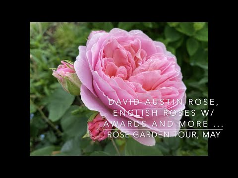 David Austin Rose, English Roses and more   : Rose Garden Tour, May