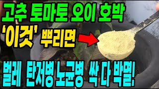 고추토마토오이호박 이것 뿌리면 모든 벌레와 탄저병,노균병,역병 한방에 싹 다 박멸됩니다