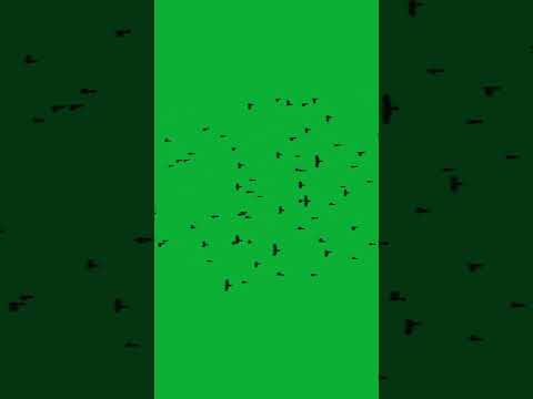 Birds green screen #birds #greenscreen #animation