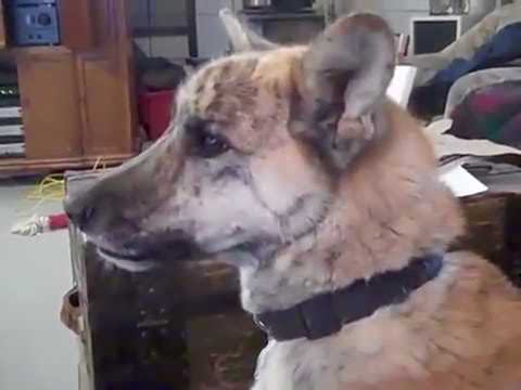 Dad Tells Dog He Gave His Treats To The Cat. Internet Can’t Stop Laughing At Dog’s Comeback