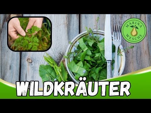 Essbare Wildkräuter im Wald | die vergessenen #Heilkräuter