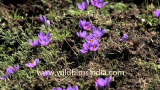 Saffron flowers glow in morning light in the fields of Pampore