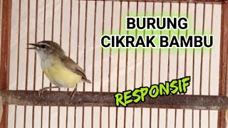 Download lagu Cikrak Bambu Bahan Langsung nyaut @faxxybird mp3