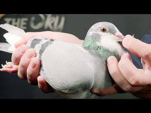 BE24 6099622 Wim De Troy POTS2024