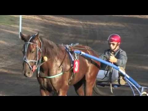 XII Petrovdanska trka - Srbobran 2016.