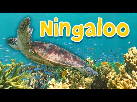 Ningaloo: World's Largest Fringing Reef! #ningalooreef #westernaustralia #oceanlife