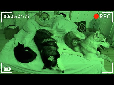 Cats and Dogs Try To Wake Me Up All Night! Cute Pets Video