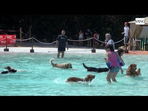 Can Janè Canine Resort, the first water park for dogs in Spain