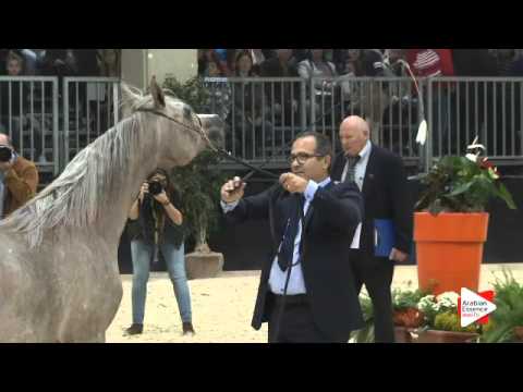 N 105 RADEGONDA BY TRESCA   Verona 2015   Yearling Fillies Class 1A