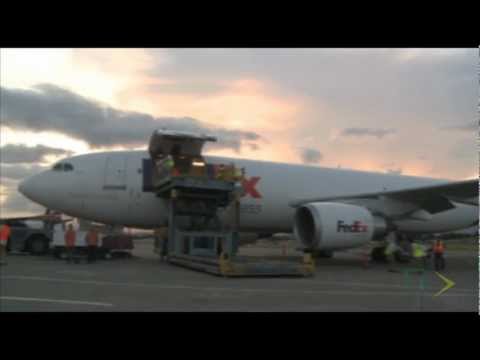 FedEx realiza transporte de leoas entre o Panamá e os EUA FedEx realiza transporte de leoas entre o Panamá e os EUA