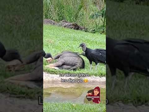 uy zona chicharrón doblaje quillero