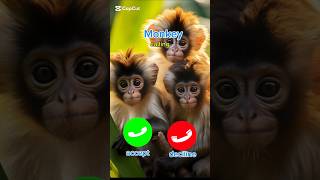 Download lagu #iphoneringtone #ringtone #monkey #callringtone #shorts mp3 Download lagu #iphoneringtone #ringtone #monkey #callringtone #shorts mp3