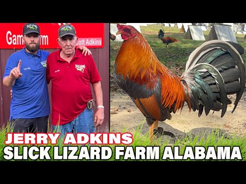 ALABAMA !! Jerry Adkins Sweater 4 Webber Beautiful Birds Slick Lizard Farm USA