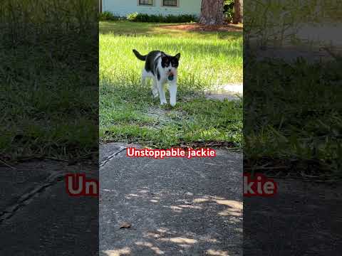 UNSTOPPABLE JACKIE! #cats #cat #catvideos