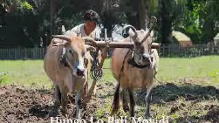 Download lagu Hungo Lo Pali Moyidi (Lagu Masyarakat Gorontalo) mp3 Download lagu Hungo Lo Pali Moyidi (Lagu Masyarakat Gorontalo) mp3