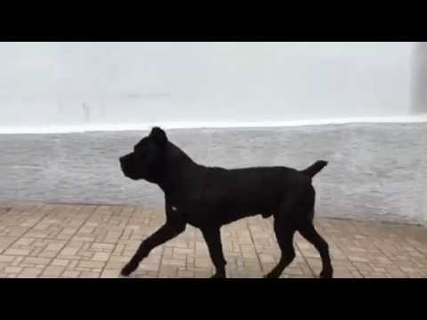 Guerrinus degli angeli custodi 15 mesi