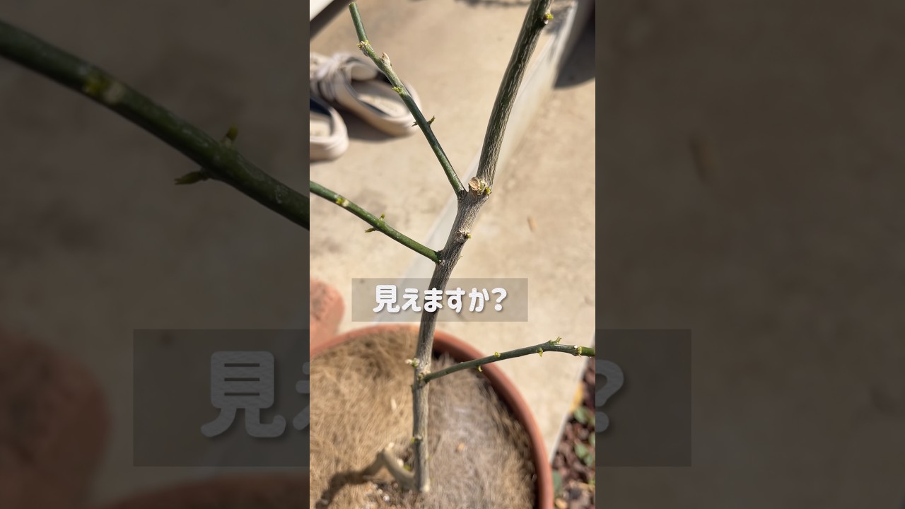 菜園者にしか見えないのかも🫥