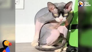 Hairless Cat Is THE DARK LORD Of His Household | The Dodo by The Dodo