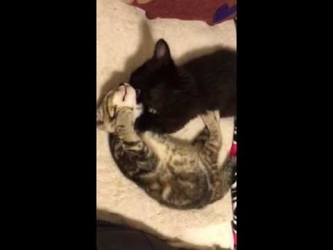 Sharik & Moonchik loving