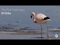 The Pink Flamingos Of Chile