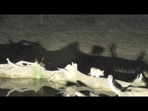 Djuma: Hosana male leopard hiding behind the pan stalking - 20:37 - 07/15/18