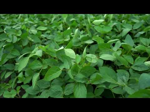 Abertura do plantio da soja acontece amanhã (03), em Sidrolândia, Mato Grosso do Sul
