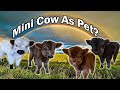 Mini Cow As Pet?