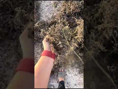 Eclipta prostrata green bhringraj dried herb, packaging type...