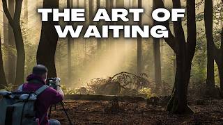 Don't Make This Forest Photography Mistake - Speulderbos