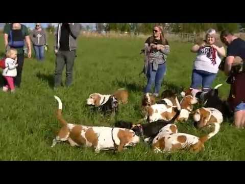 Scottish Basset Hound Walk at Belwade Farm October 2016