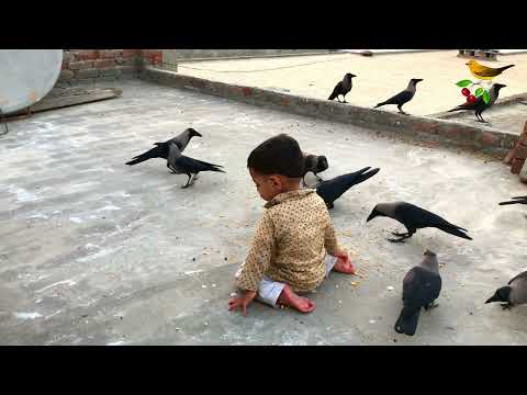 Crow Feeding Time! Baby Playing And Crows Making Sounds | Crows Are Playing With Baby | Crow Video 4