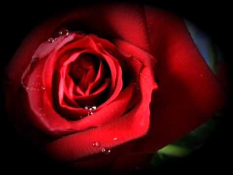 Rajzeri - Mirišu li naše ruže