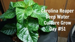 Homemade Hydroponics System | Deep Water Culture | Carolina Reaper Grow #3 | Hot Peppers