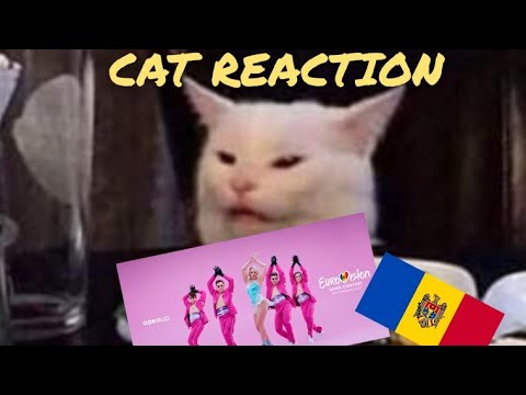 🐈 Vibing CAT REACTION to Natalia Gordienko – SUGAR – Moldova 🇲🇩 – Eurovision 2021 | SONG for ESC2021