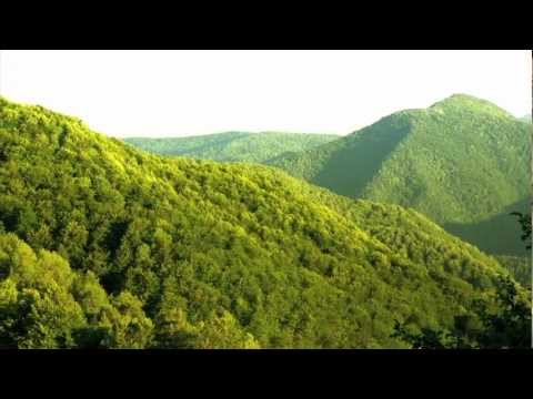 Viața sălbatică a României, văzută „DIN | Interior"