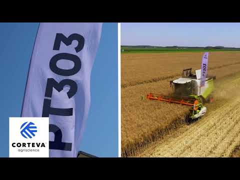 Tehnologia Corteva a adus 5 tone pe hectar la rapiță în ferma lui Nicu Ardeleanu