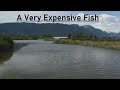 Video Thumbnail for A Very Expensive Fish