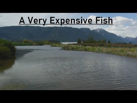 Video Thumbnail for A Very Expensive Fish