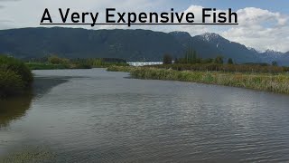 A Very Expensive Fish