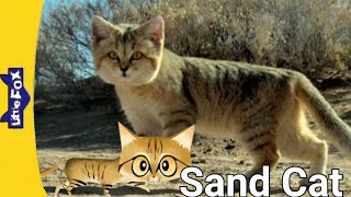Meet The Animals 107 : Sand Cat